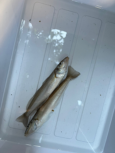 キスの釣果