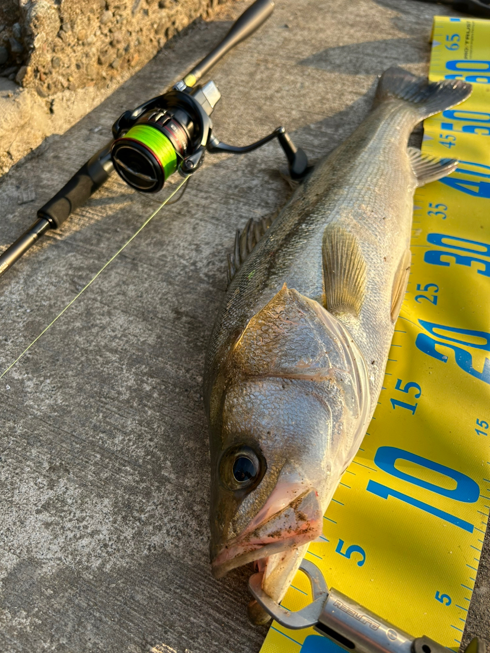 S_FISHING さんの 2023年04月30日のシーバスの釣り・釣果情報(鳥取県 