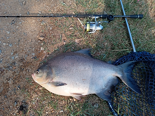 パクーの釣果