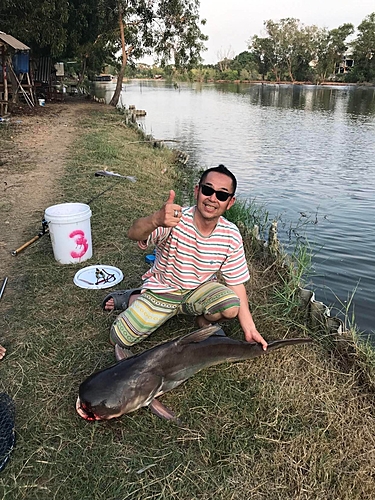 メコンオオナマズの釣果