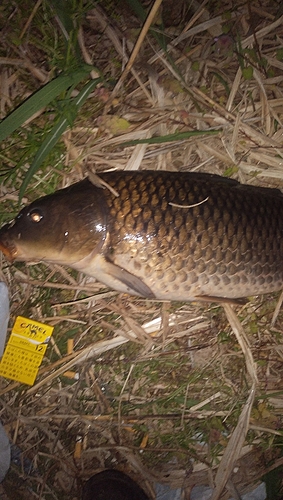 コイの釣果