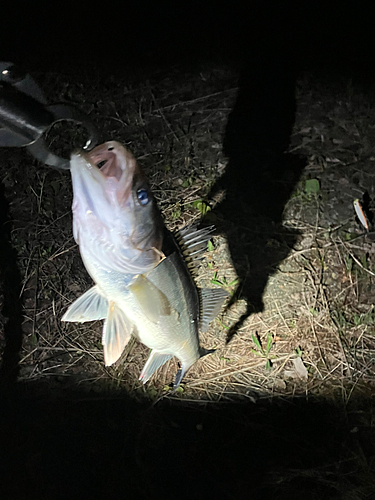 スズキの釣果