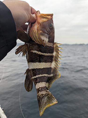 アオハタの釣果