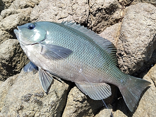 クチブトグレの釣果