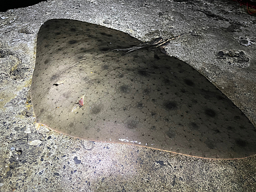 ツバクロエイの釣果