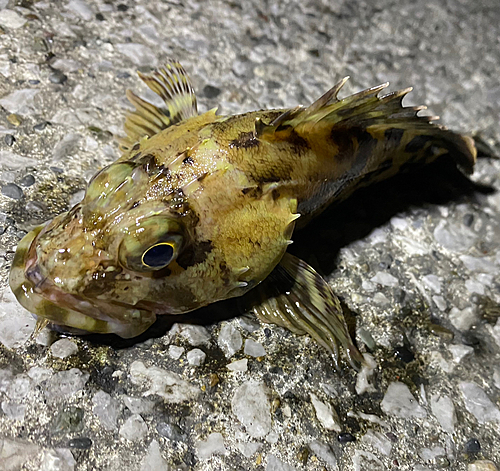 カサゴの釣果