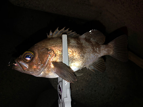 メバルの釣果