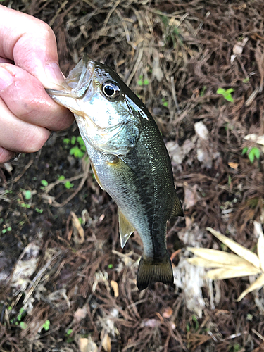 ブラックバスの釣果