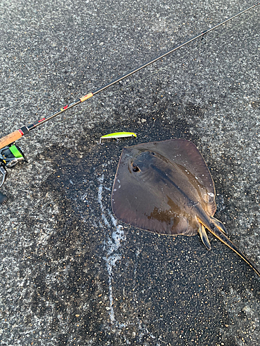 エイの釣果