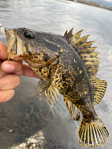 タケノコメバルの釣果