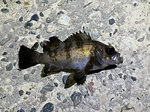 メバルの釣果