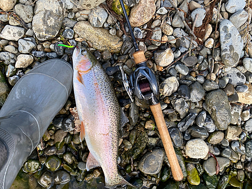 ニジマスの釣果