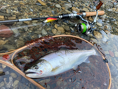 ヤマメの釣果