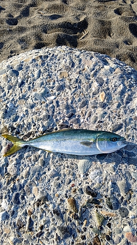 イナダの釣果