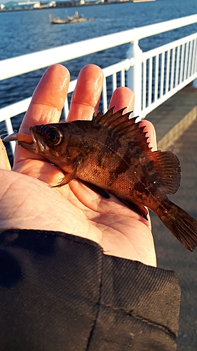 メバルの釣果