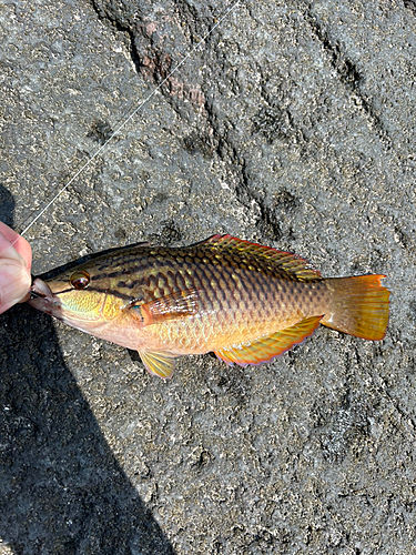 ベラの釣果