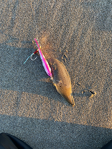 シタビラメの釣果