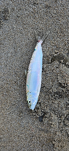 カタボシイワシの釣果