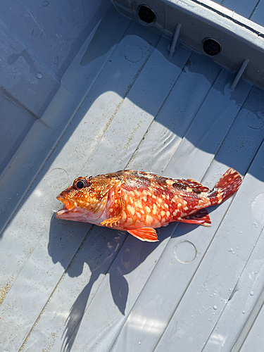 カサゴの釣果