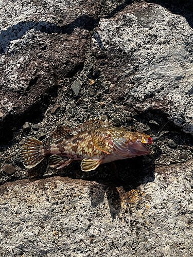 アラカブの釣果