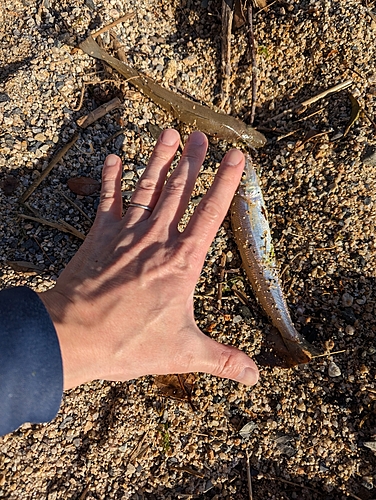 キスの釣果