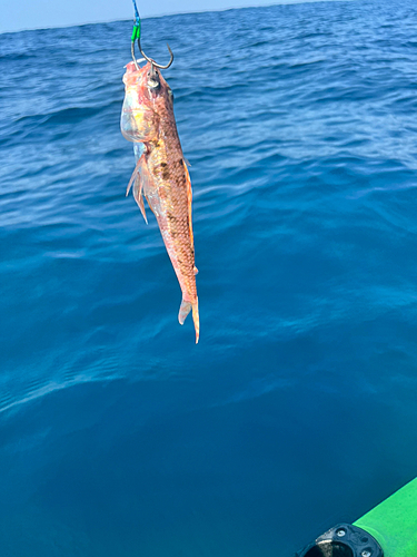 ヒメの釣果