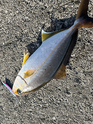 ショゴの釣果