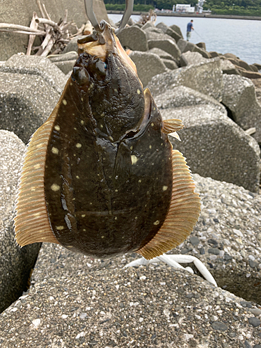 カレイの釣果