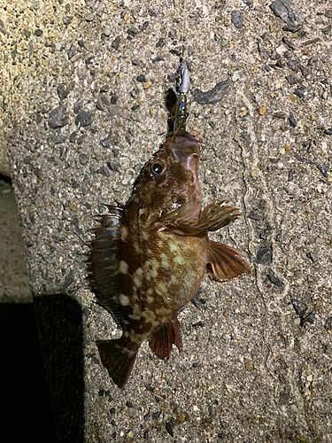 カサゴの釣果