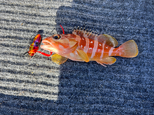 アカハタの釣果