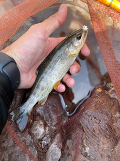 アマゴの釣果