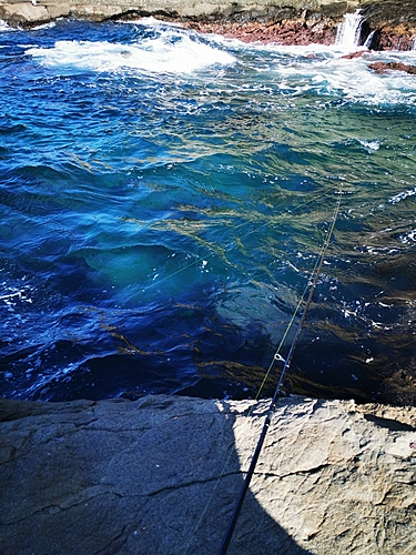 タコの釣果