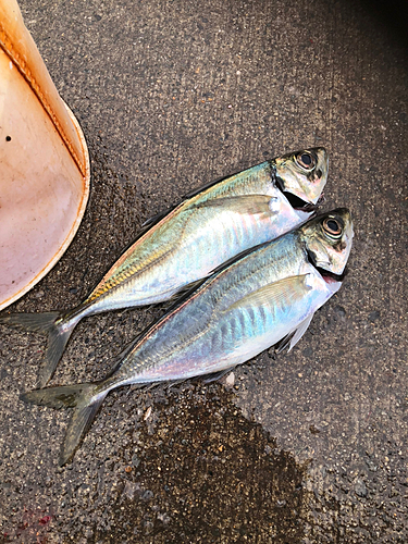 マアジの釣果