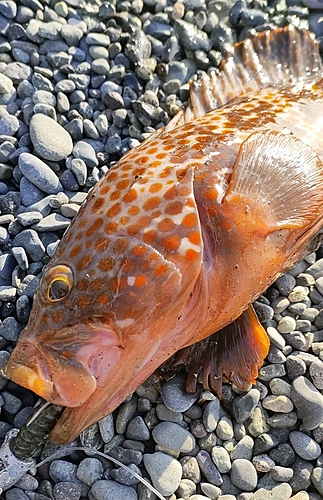 キジハタの釣果