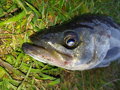 フッコ（マルスズキ）の釣果