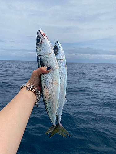 サバの釣果