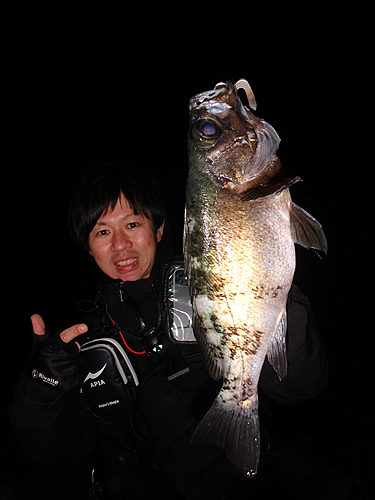 メバルの釣果