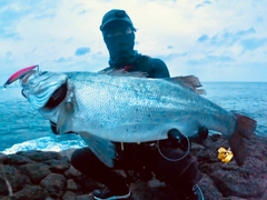 ヒラスズキの釣果