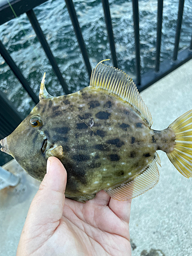 カワハギの釣果