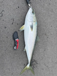 カワハギの釣果