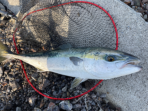 ブリの釣果