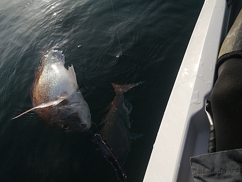 マダイの釣果