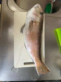 シロアマダイの釣果