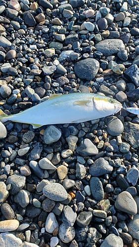 ワカシの釣果