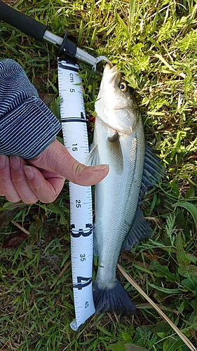 スズキの釣果