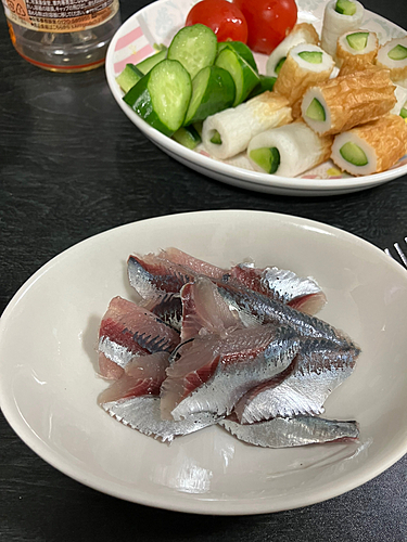 マイワシの釣果