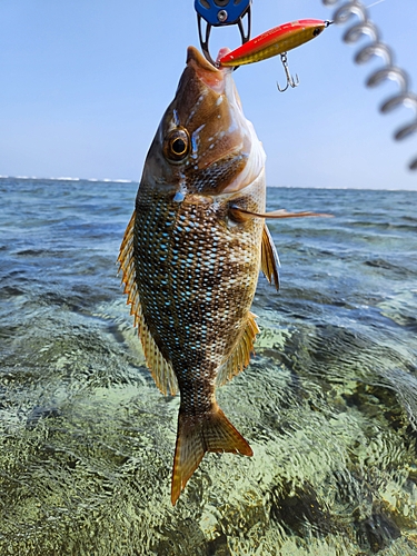 ハマフエフキの釣果