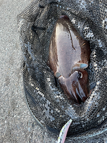 モンゴウイカの釣果