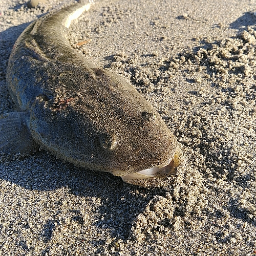 マゴチの釣果