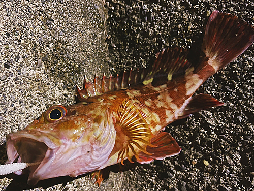 カサゴの釣果